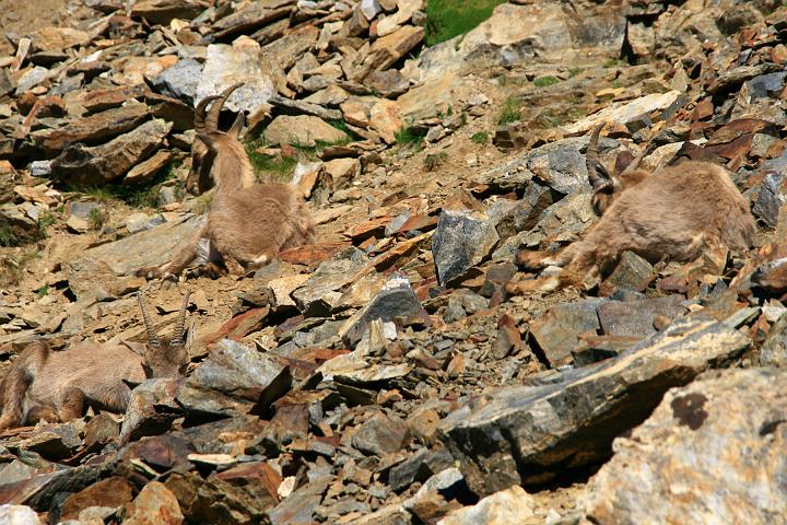 10.jpg - Samice koziorożca alpejskiego wypoczywające wśród maskującego otoczenia.