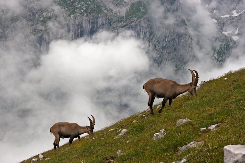 24.jpg - koziorożce zupełnie nic sobie nie robiły z naszej obecności.