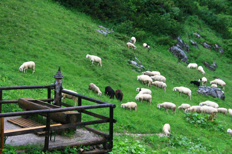 38.jpg - Pod schroniskiem witają nas ... owce.