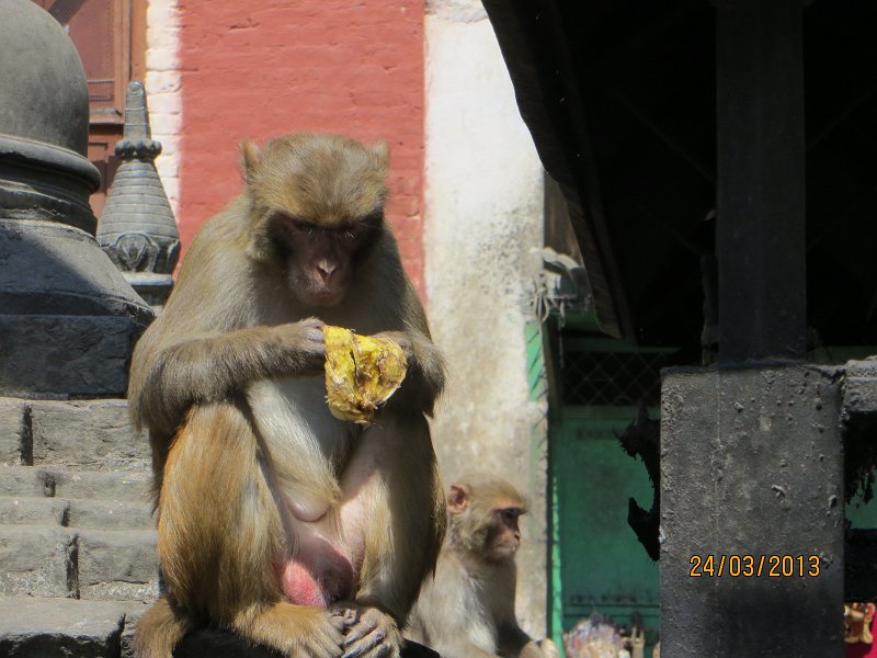 027.jpg - Rezusy - mieszkańcy wielu rejonów miasta Kathmandu.