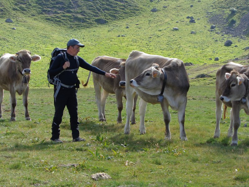 090.jpg - Okazuje się, że alpejskie krowy nie są fioletowe.