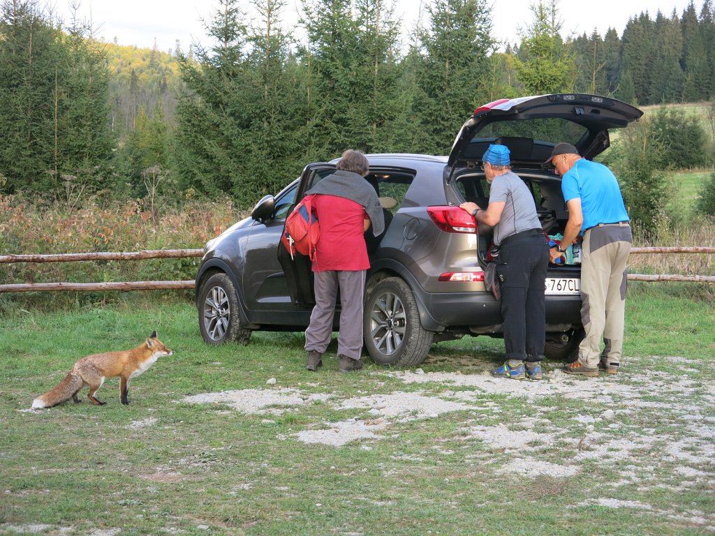 39.jpg - Lisek na parkingu w Bukowcu.