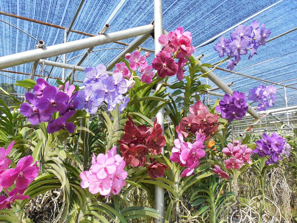 030.jpg - Ogród orchidei – pięknie kolorowo i pachnąco.