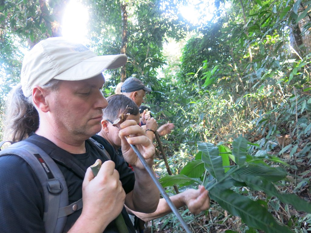 075.jpg - Przewodnik pokazywał nam różne pożyteczne rośliny rosnące w dżungli.