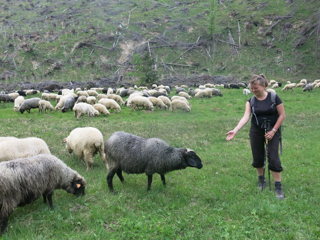 067.jpg - Owce w Dolinie Kościeliskiej.