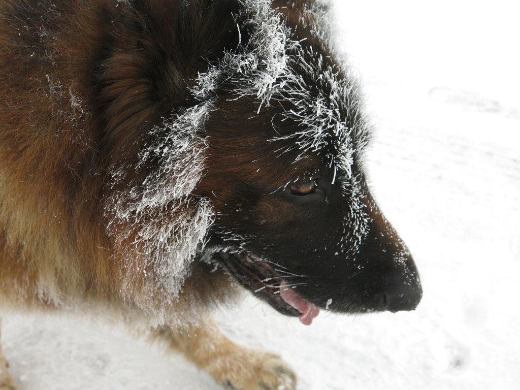 53.jpg - Pies wymalowany przez Królową Śniegu.