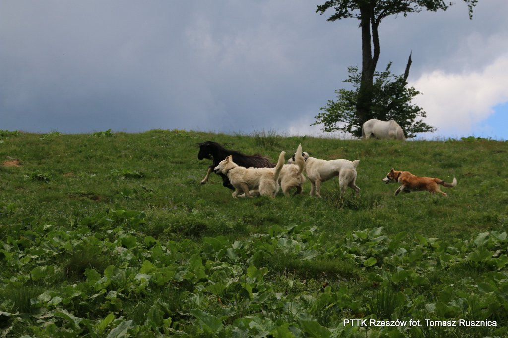 060.jpg - Szczeniak świetnie sobie radzi w zaganianiu kozy.