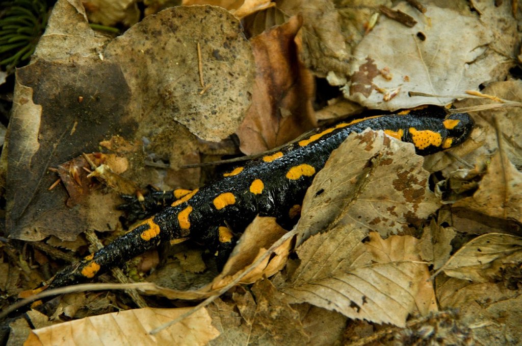 069.jpg - Salamandra plamista.