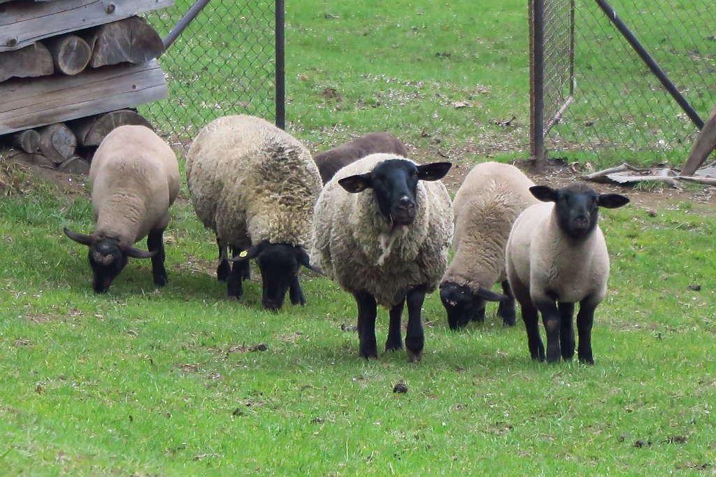 072.jpg - Owce czarnogłówki.