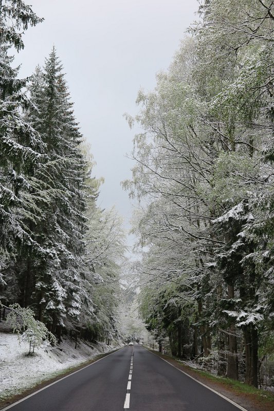 119.jpg - A w Jakuszycach zima oprószyła śniegiem młode listki.