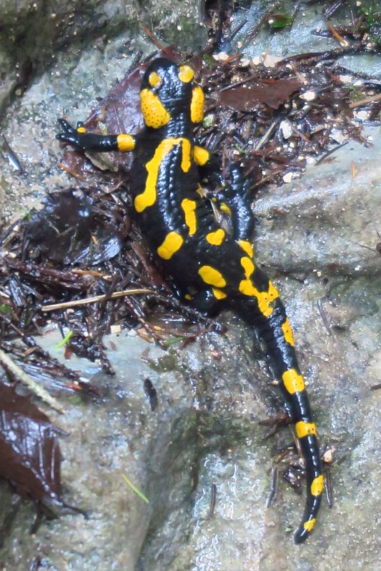 24.jpg - Salamandra plamista.