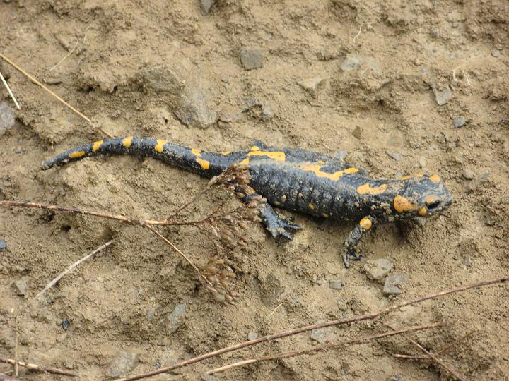 14.jpg - Salamandra plamista.
