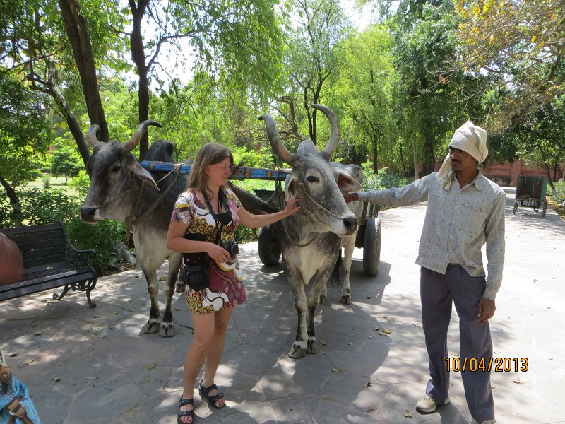 197.jpg - Zebu – bydło domowe garbate.