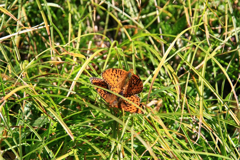 071.jpg - Motyle gody.