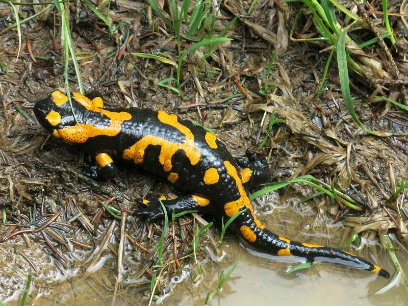 25.jpg - Salamandra plamista.