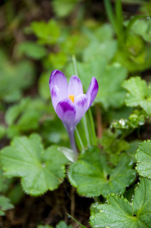 011.jpg - Samotny krokus.