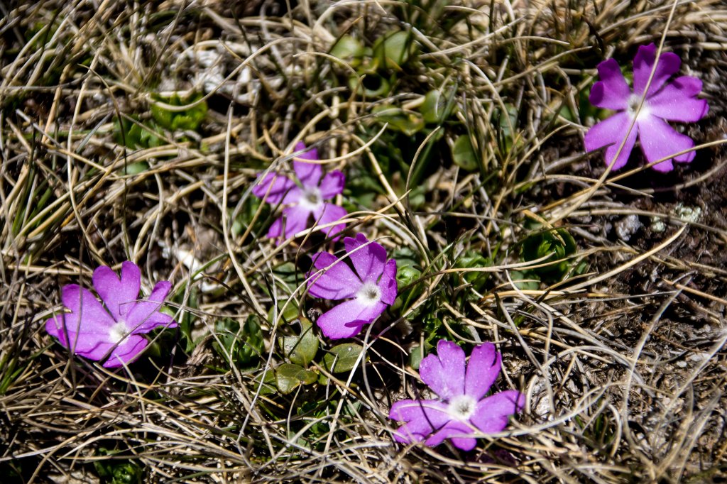 050.jpg - Pierwiosnek maleńki.