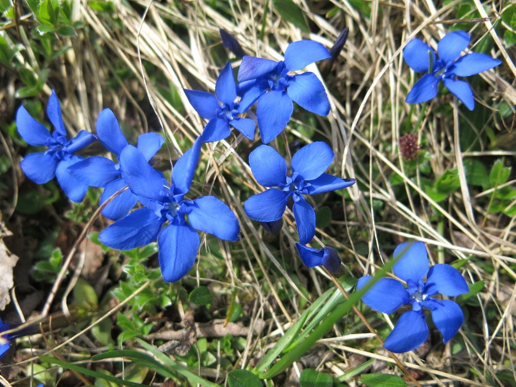 097.jpg - Goryczka wiosenna.
