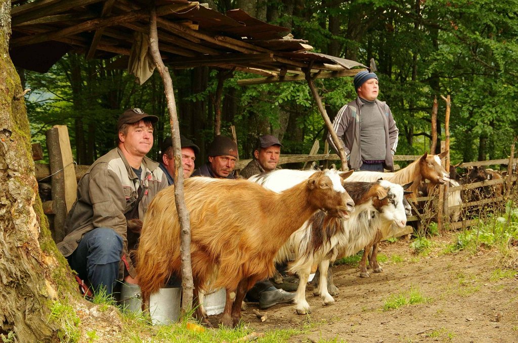 054.jpg - Psy pasterskie pilnowały stada kóz.