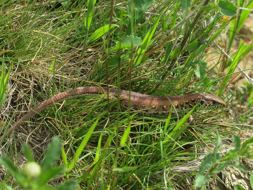 074.jpg - Napotkana jaszczurka.