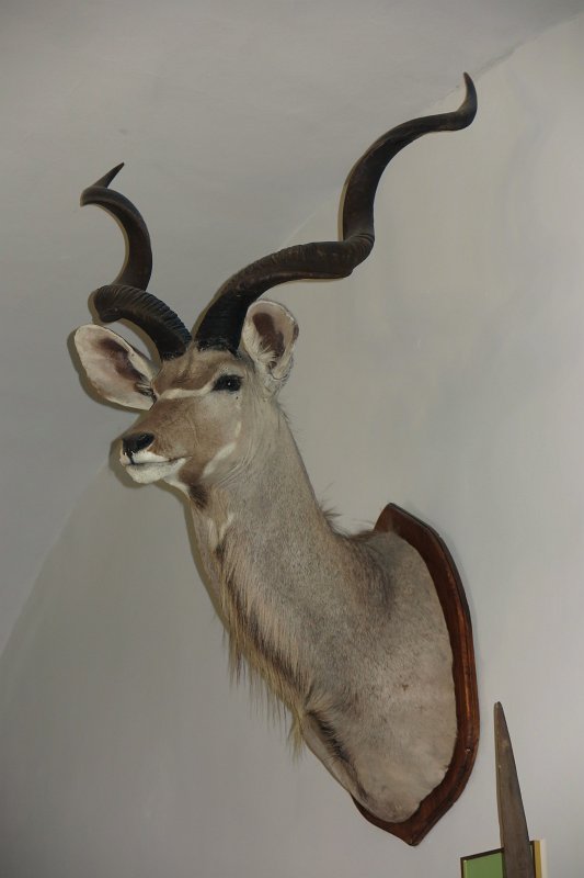 121.jpg - Trofeum Kudu Wielkiego na zamku Czocha.